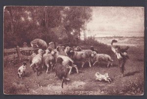 1908 FLOCK OF YOUNG SHEEP ATLANTA GA