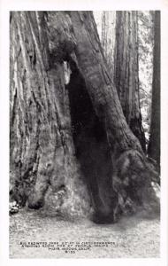 MUIR WOODS CALIFORNIA GIANT REDWOODS~LOT OF 2 J C BARDELL B/W POSTCARDS