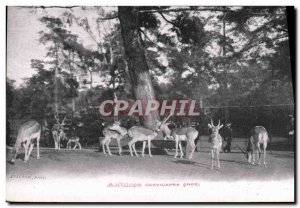 Old Postcard Antelope cervicapra Indre