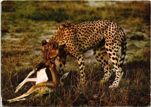 VINTAGE CONTINENTAL SIZE POSTCARD CHEETAH WITH ITS CATCH IVORY COAST AFRICA