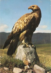 Golden Eagle Bird  Modern English photo postcard