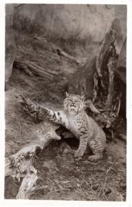 LIVE LYNX IN FOOT TRAP.