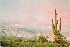 Postcard AZ Snow on Catalina Mountains with cactus