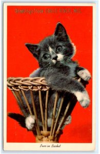 Greetings From EAGLE RIVER, WI Wisconsin ~ CUTE KITTEN in Basket 1968 Postcard