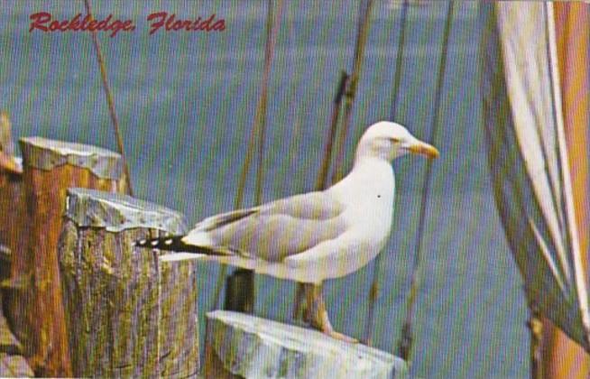 Florida Rockledge Pier Scene With Seagull