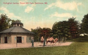 Vintage Postcard Camels Zoological Garden Druid Hill Park Baltimore Maryland MD