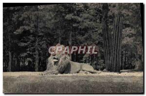 Postcard Old Felin Lion Museum of Natural & # 39histoire Zoo Bois de Vincenne...