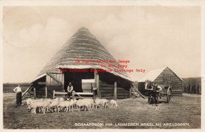 Netherlands, Apeldoorn, RPPC, Schaapskool Met Lammeren Assel, Photo