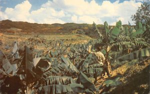 Banana Plantation near Utuado Puerto Rico 1958 