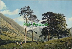 Scotland Postcard - Scots Pines in Glen Nevis, Fort William RR10789