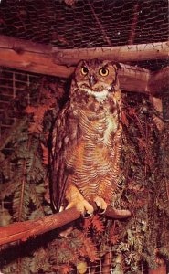 Great Horned Owl Crawford Notch State Park, New Hampshire, USA Unused 