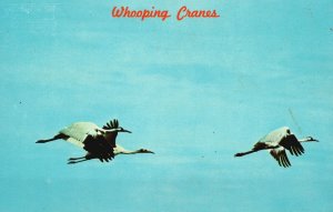 Vintage Postcard Whoopers In Flight Whooping Canes Aransas Nat'l. Wildlife TX