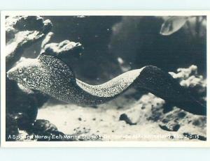 Old rppc MORAY EEL AT MARINELAND St. Augustine Florida FL HM4035