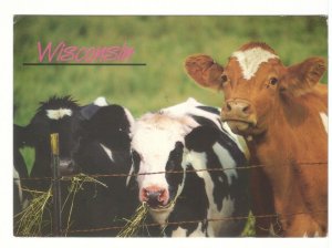 Dairy Cows, Wisconsin, 1991 Chrome Postcard