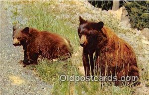 American Black Bear Bear Postcard