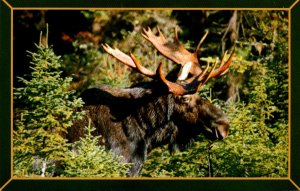 Bull Moose