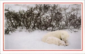 National Geographic Society Polar Bears Sleep Hudson Bay Canada Postcard PC477