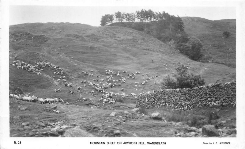 uk52405 mountain sheep of armboth fell watendlath real photo uk