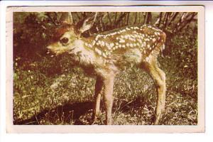 Fawn, Young Blacktail Deer, Inhabitant of the West, Used 1957, Oregon