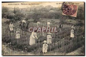Old Postcard picking tuberous Cote d & # 39Azur