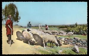 Troupeau de moutons dans le Sud