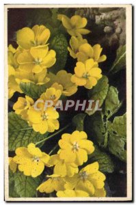 Old Postcard Fantasy Flowers Primule gialle Gelbe Primeln