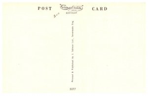 Dog ,  Red Cocker Spaniel , Sealyham Terrier