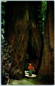 Burned Out Redwood -  Muir Woods National Monument - Mill Valley, California