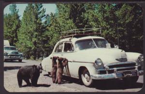 Mama Bear,Car Postcard