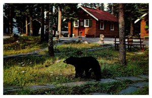 Postcard LODGE SCENE Lake Louise Alberta AB AU5177