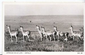 Animals Postcard - Impala - African Wild Life  - Real Photograph     A2709