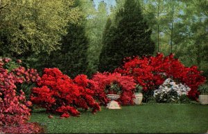 Mississippi Blooming Azaleas Along The Gulf Coast