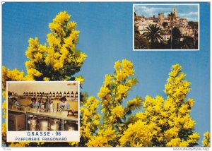 Le Mimosa- Laboratoires De La Parfumerie FRAGONARD, Grasse (Alpes Maritimes),...