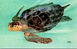 Loggerhead Turtle Turtle Kraals Key West Florida