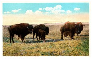 Buffaloes in Yellowstone Park
