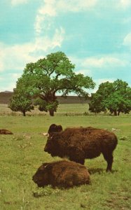 Vintage Postcard Buffalo Grazing In An Open Field Dexter Press Inc. Bob Taylor