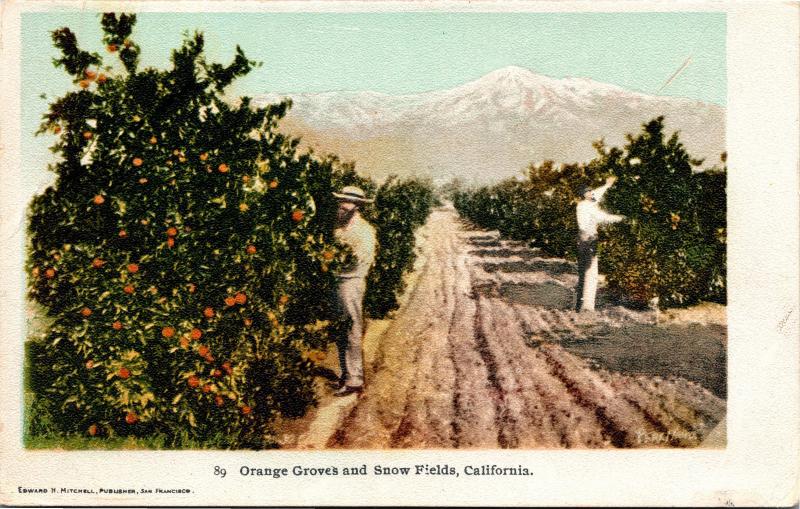 Orange Groves and Snow Fields, California Undivided Back Vintage Postcard G07