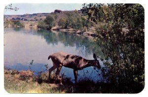 Washington State Native Deer