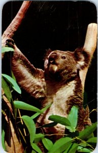 Australian Koala Bear Postcard Posted 1961