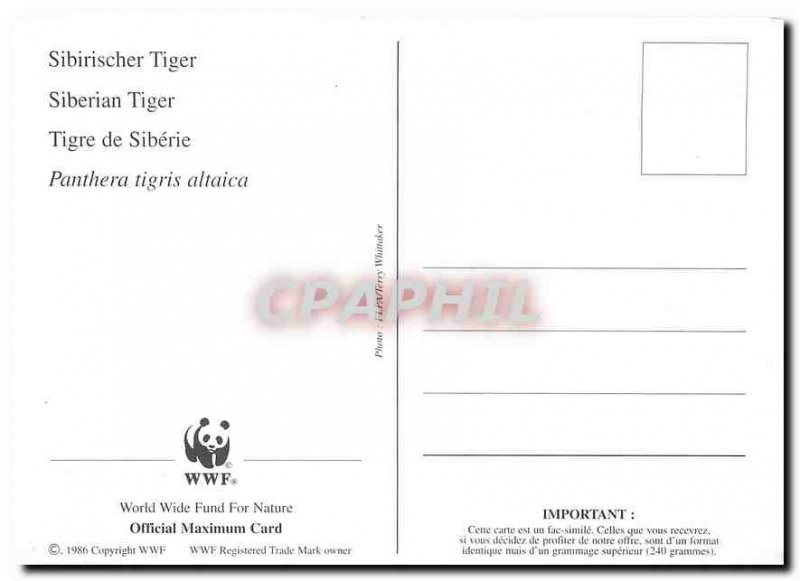 Modern Postcard Siberian Tiger