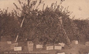 Picking apples in orchard , Washington , 00-10s