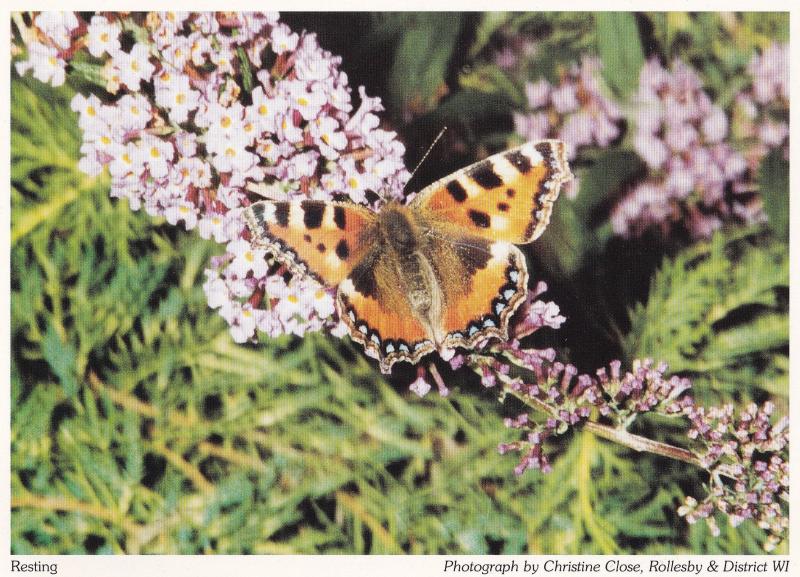 Rollesby Butterfly Norfolk Village Butterflies Postcard