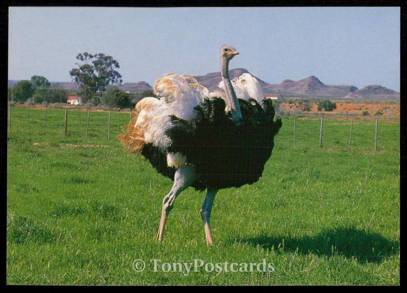 Ostrich - Little Karoo