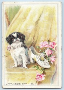 Animal Postcard Japanese Spaniel Shoe Pink Roses Flowers 1906 Posted Antique