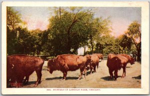 Chicago IL-Illinois, Buffalo Roaming Amidst Greenery In Lincoln Park, Postcard