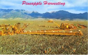 Hawaii HI Pineapple Harvesting Libby's Machinery Vintage R. Wenkam Postcard D1