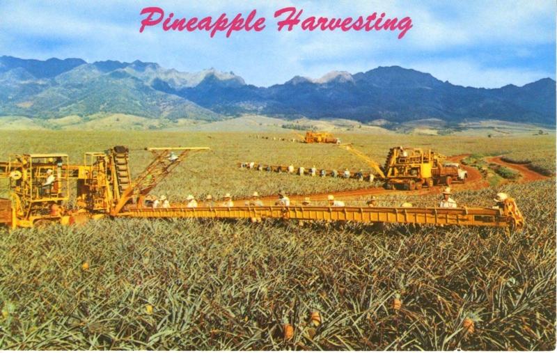 Hawaii HI Pineapple Harvesting Libby's Machinery Vintage R. Wenkam Postcard D1