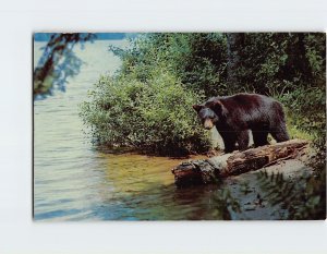 Postcard Yearling cub Black Bear, Eastern United States