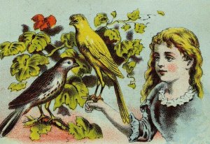 1870's-80's Wilkins, Broadway, NY Live Animals Singing & Fancy Birds Parrots F74