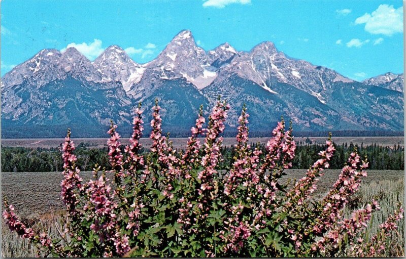 Grand Teton National Park Jackson Hole Wyoming Scenic Landscape Chrome Postcard